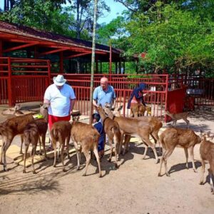 feeding deers in langkawi's wildlife park