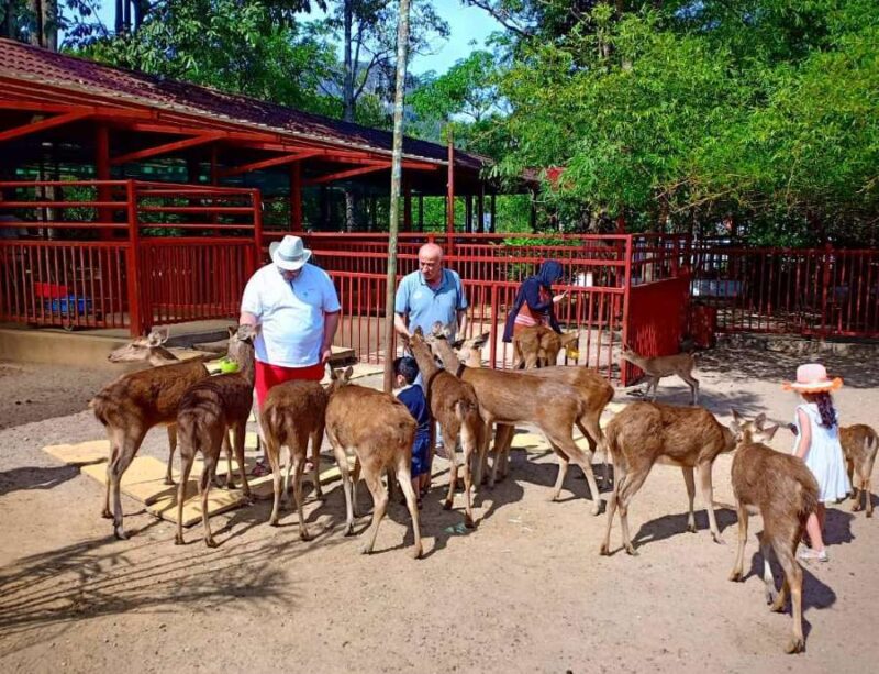 feeding deers in langkawi's wildlife park