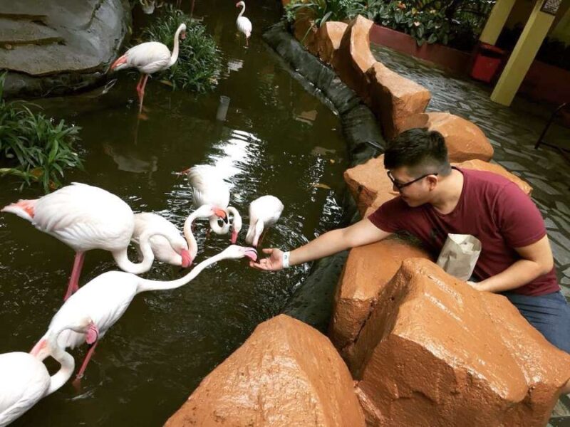 feeding pelicans in the langkawi wildlife park