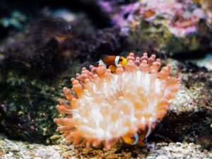 fish in the underwater world langkawi aquarium