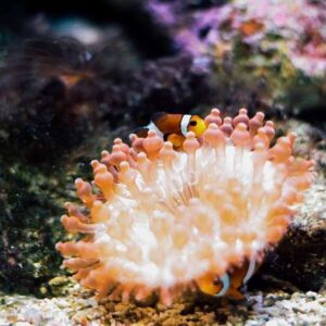 fish in the underwater world langkawi aquarium
