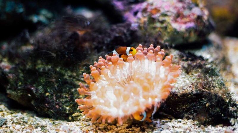 fish in the underwater world langkawi aquarium