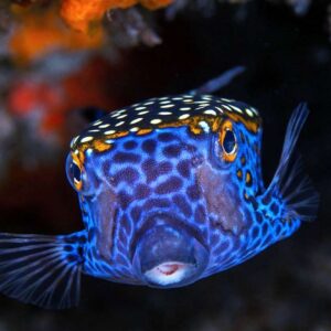 florescent blue fish in the bangkok sea life ocean world