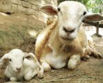 goats in the farm in the city petting zoo goats in the farm in the city petting zoo