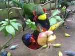 langkawi wildlife park birds eating