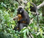 monkey in the habitat penang