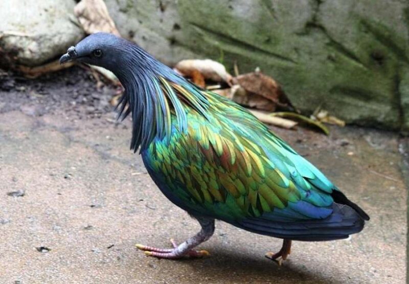 nicobar pigeon in the kl bird park - that you can see with a ticket