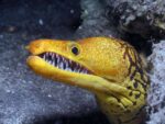orange eel in the sea life ocean world