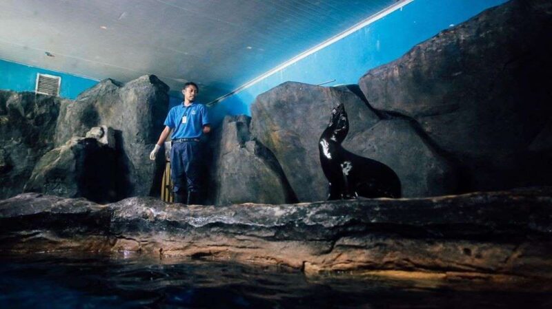 sea lion in the underwater world langkawi oceanarium