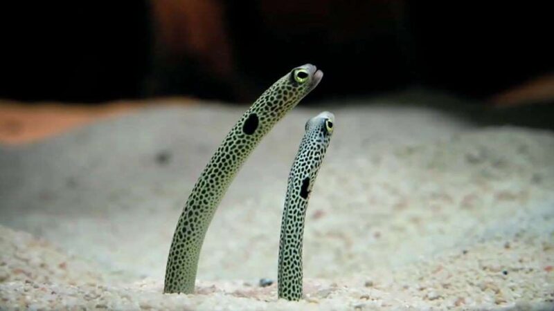 weird fish in the aquaria klcc kuala lumpur