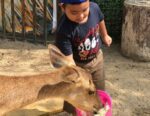 with the langkawi wildlife park ticket you may feed deers