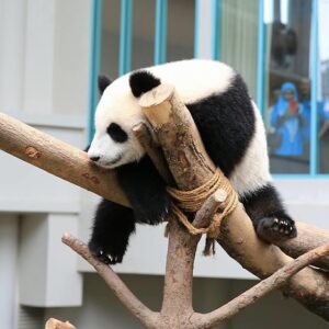 zoo negara panda
