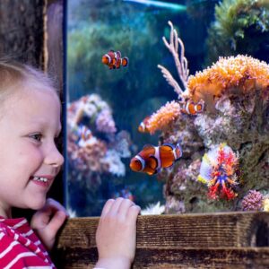 up close with aquarium at sea life malaysia with a discount ticket