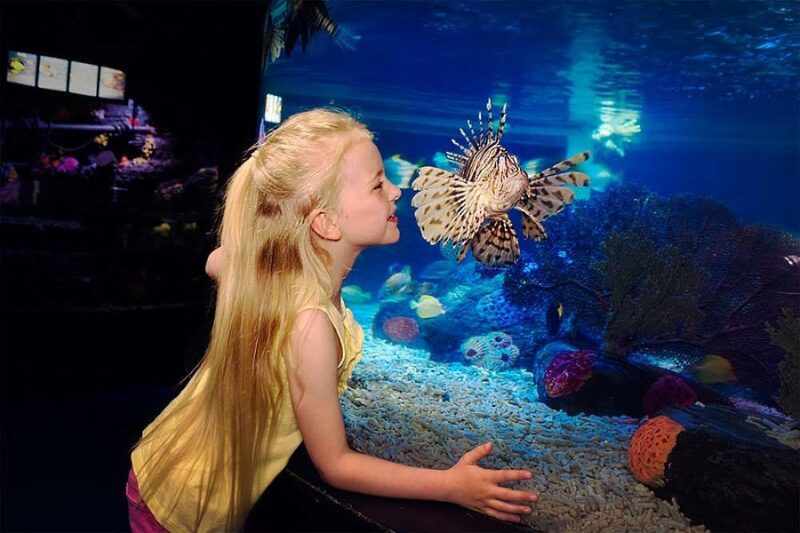 kissing fish in sea life malaysia